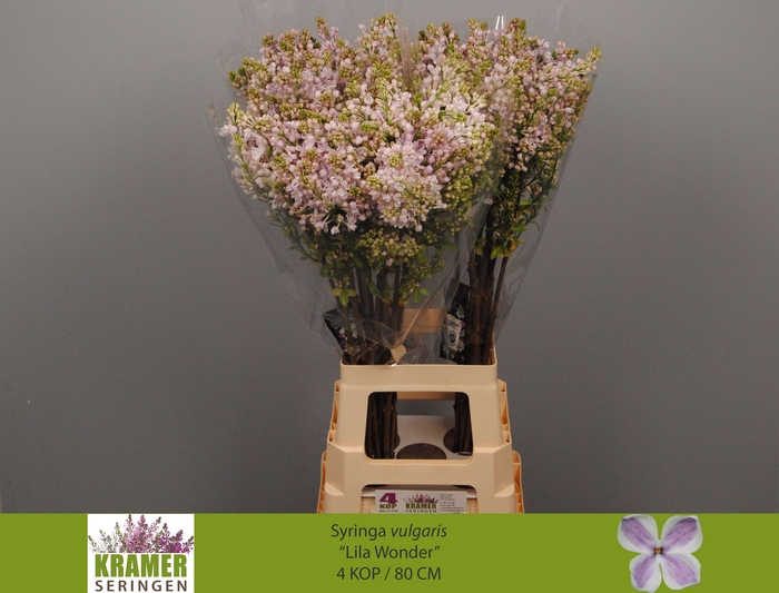 <h4>SYR V LILA WONDER</h4>