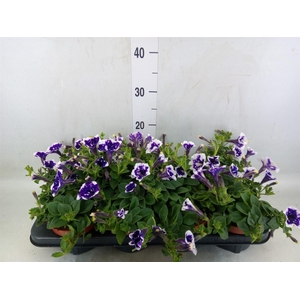 Petunia  'Nightsky'