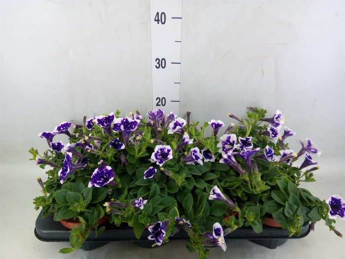 <h4>Petunia  'Nightsky'</h4>