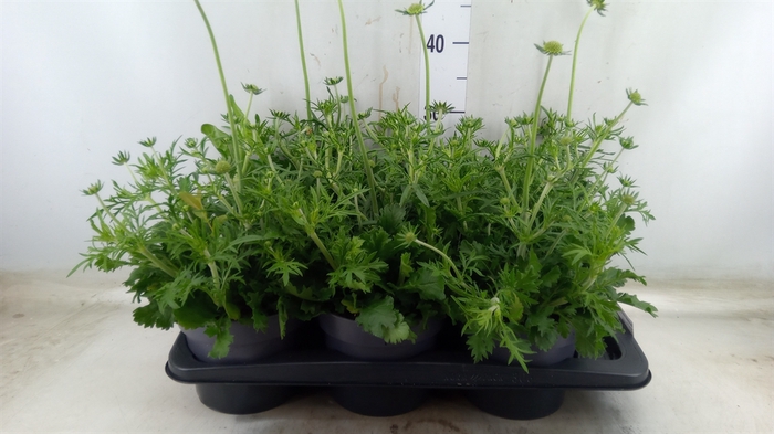 <h4>Scabiosa columb.</h4>