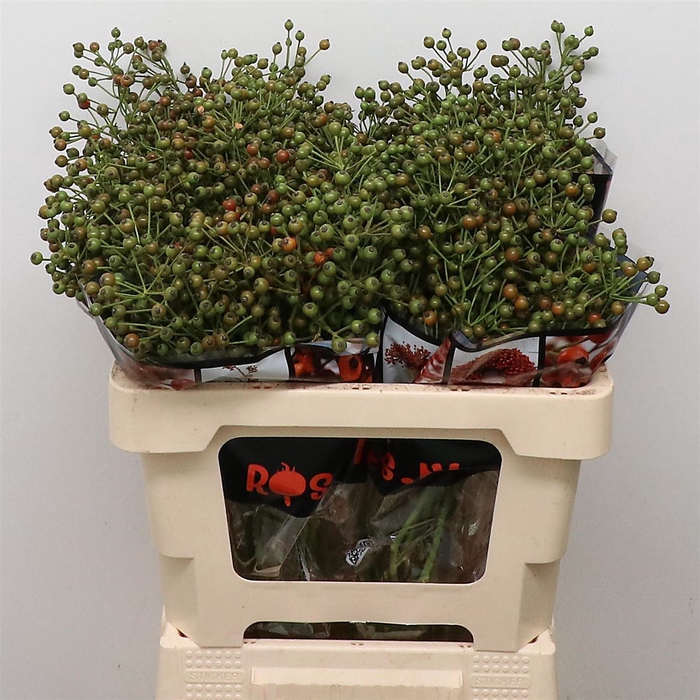 <h4>Rosa Aut Rosefruits</h4>