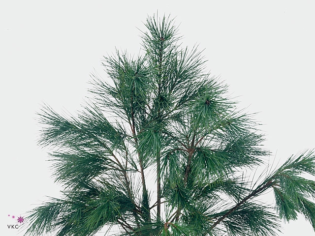 PINUS STROBUS P.TAK