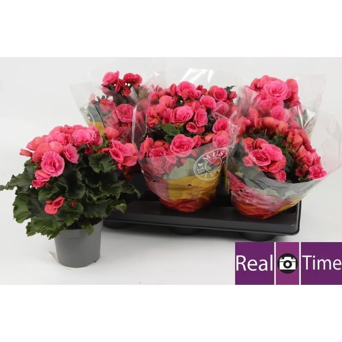 <h4>BEG DU BERSEBA</h4>