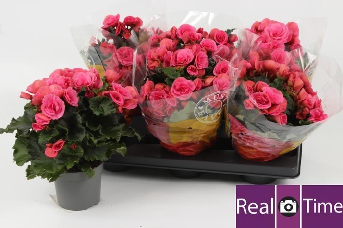 <h4>BEG DU BERSEBA</h4>