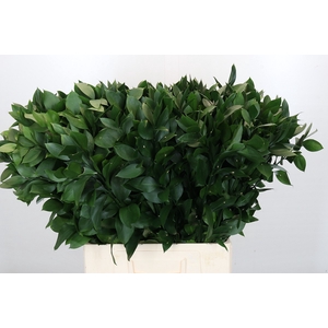 Ruscus Israel