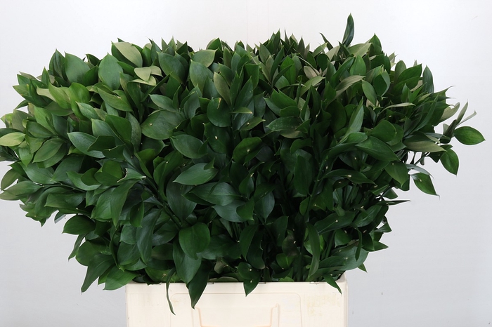 <h4>Ruscus Israel</h4>