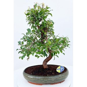 Eugenia uniflora, 43cm., shape, without drip tray