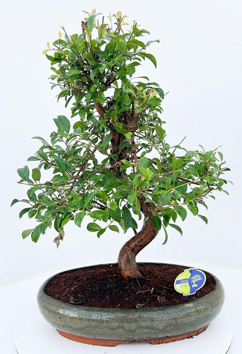 <h4>Eugenia uniflora, 43cm., shape, without drip tray</h4>