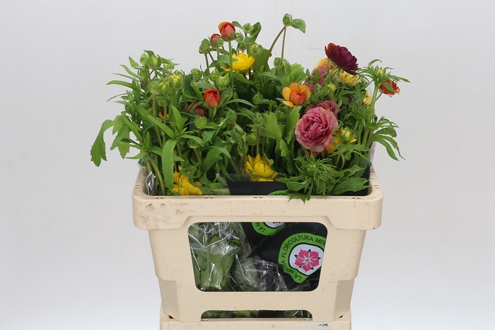 <h4>Ranunculus Moderna Rainbow</h4>