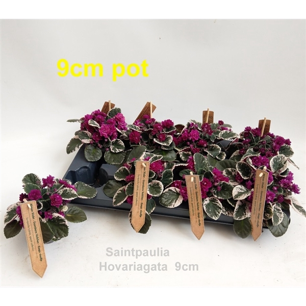 <h4>Saintpaulia Hovariagata 9cm [variegata / bont]</h4>