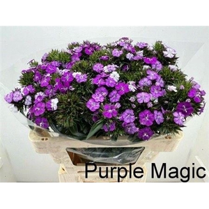 Di Barb Neon Purple Magic