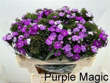 <h4>Di Barb Purple Magic</h4>