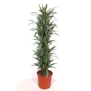 Dracaena Warneckei