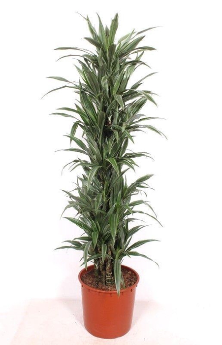 <h4>Dracaena Warneckei</h4>