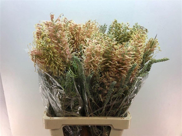 <h4>GREVI CAL GEM</h4>