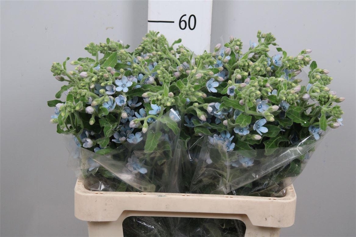 <h4>Oxy Co Tan Pure Blu</h4>