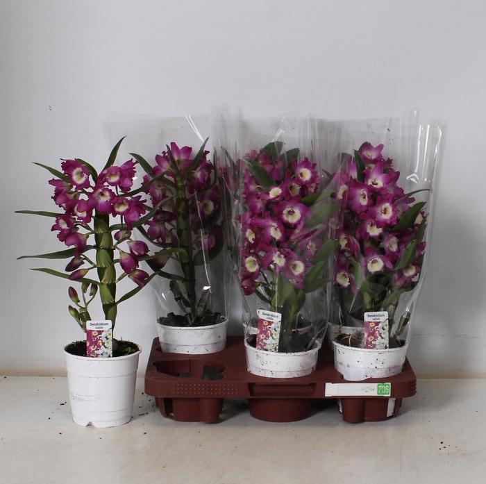 <h4>DEND NOBILE</h4>