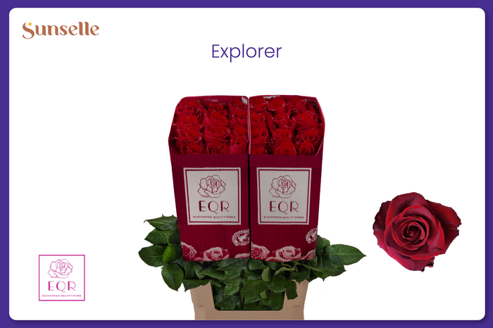 <h4>R GR EXPLORER</h4>