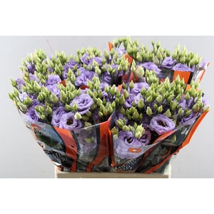 Eust G Corelli Lavendel