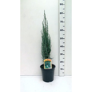 Juniperus scopulorum Blue Arrow