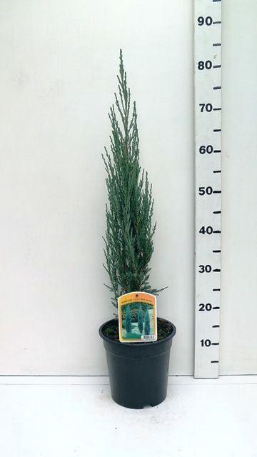 <h4>Juniperus scopulorum Blue Arrow</h4>