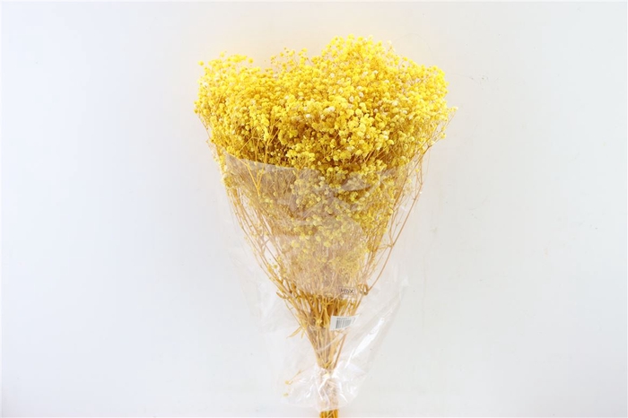 Pres Gyps Bq Yellow Bunch Slv