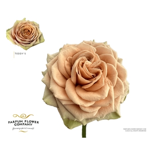 Rosa Garden Teddy's