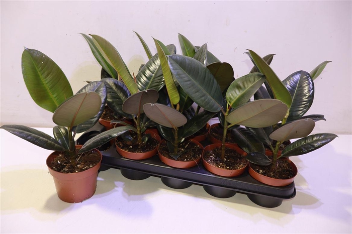 <h4>arr8 Fic El Robusta</h4>