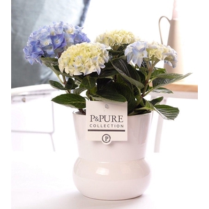 Hydrangea blue in P&PURE Plant Vase Maxima white