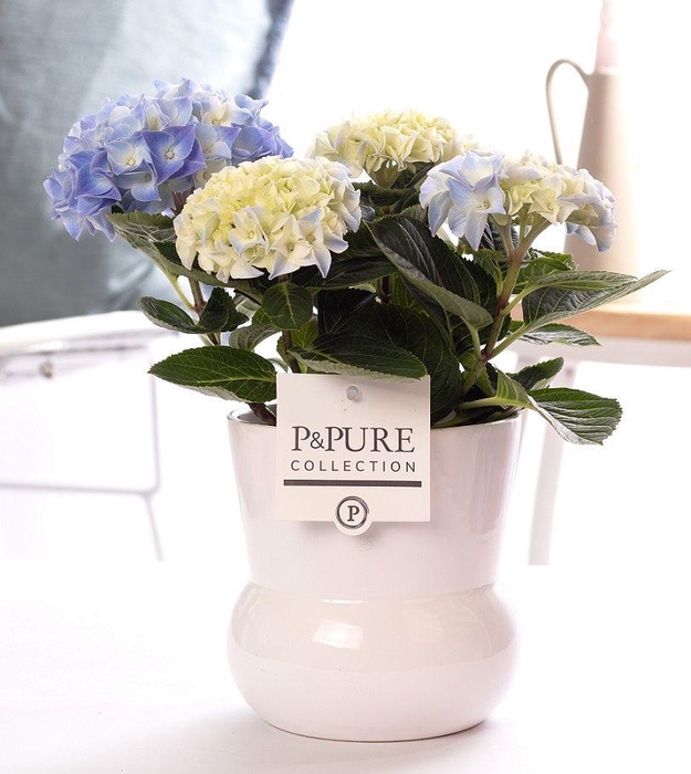 <h4>Hydrangea blue in P&PURE Plant Vase Maxima white</h4>