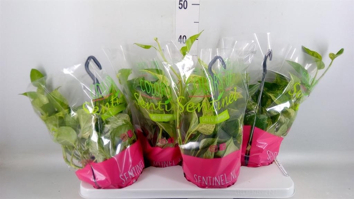 <h4>Epipremnum pinn. 'Marble Queen' HG</h4>