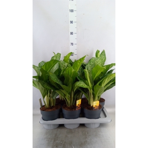 Aglaonema  'Greenlight'