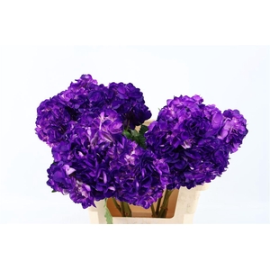 Hydr M Dark Purple Tinted