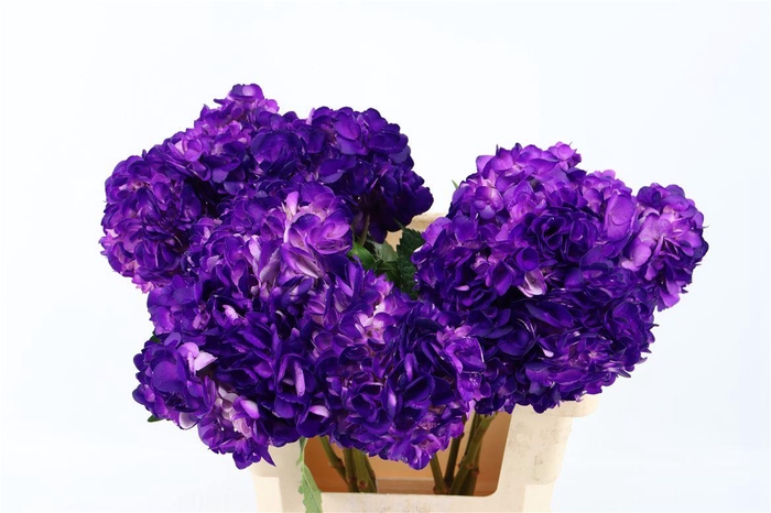 <h4>Hydr M Dark Purple Tinted</h4>