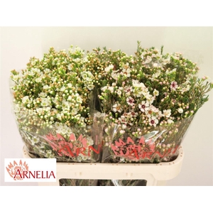Chame Uncinatum White