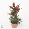 Callistemon speciosus