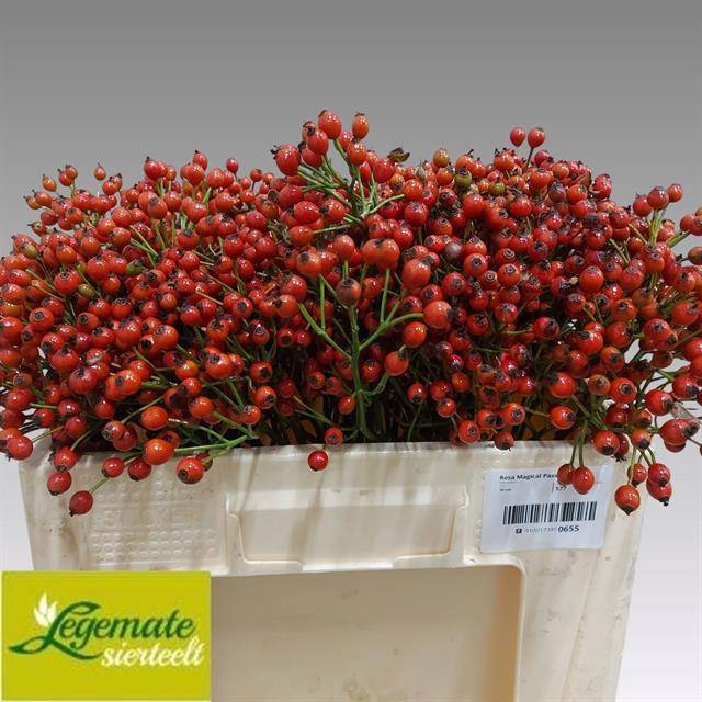 <h4>Rosa Magical Passoa Legemate</h4>