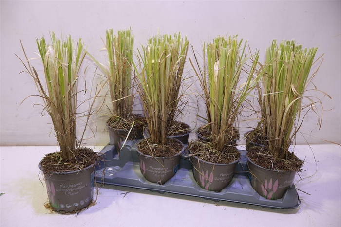 <h4>arr8 Corta Se Rosea</h4>