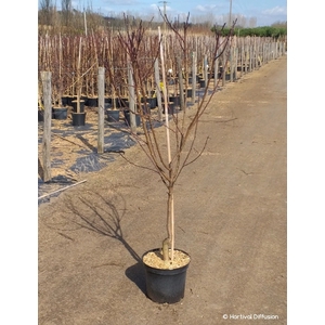Prunus persica