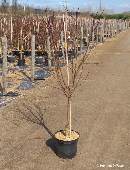 <h4>Prunus persica</h4>