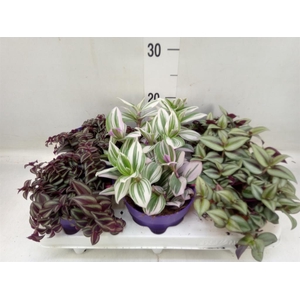 Tradescantia   ...mix