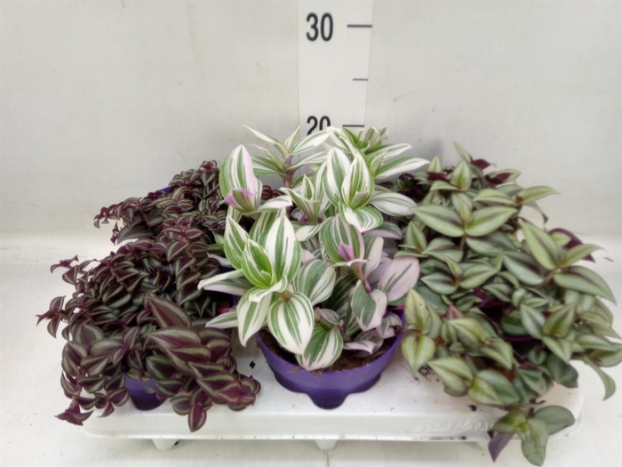<h4>Tradescantia   ...mix</h4>