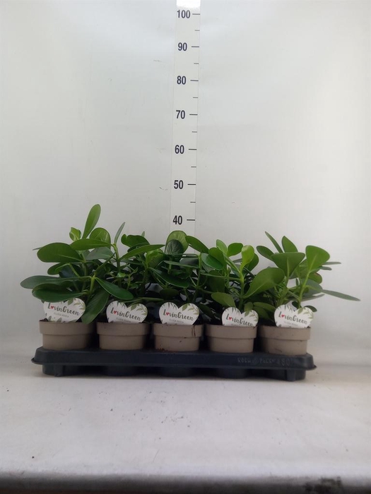 <h4>Clusia rosea</h4>