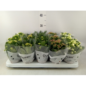 Kalanchoe blos.   ..rosebud mix  5