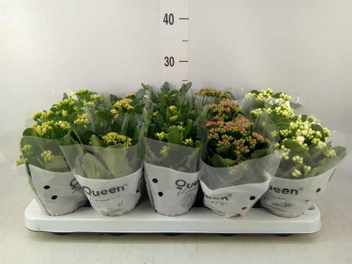 <h4>Kalanchoe blos.   ..rosebud mix  5</h4>