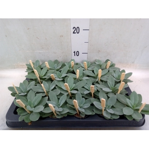 Senecio cephal. 'Mountain Fire'