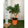 Citrus hystrix