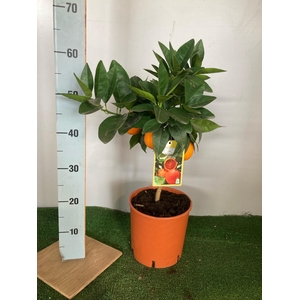 Citrus hystrix