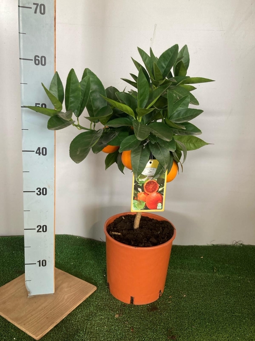 <h4>Citrus hystrix</h4>