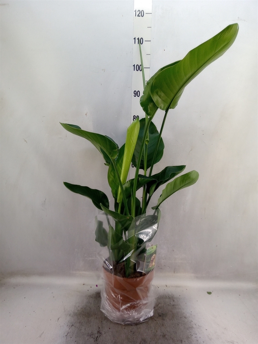 <h4>Strelitzia nicolai</h4>